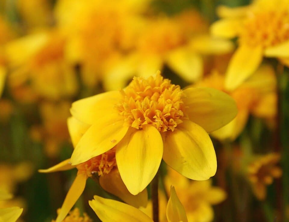 California Goldfields, Lasthenia californica
