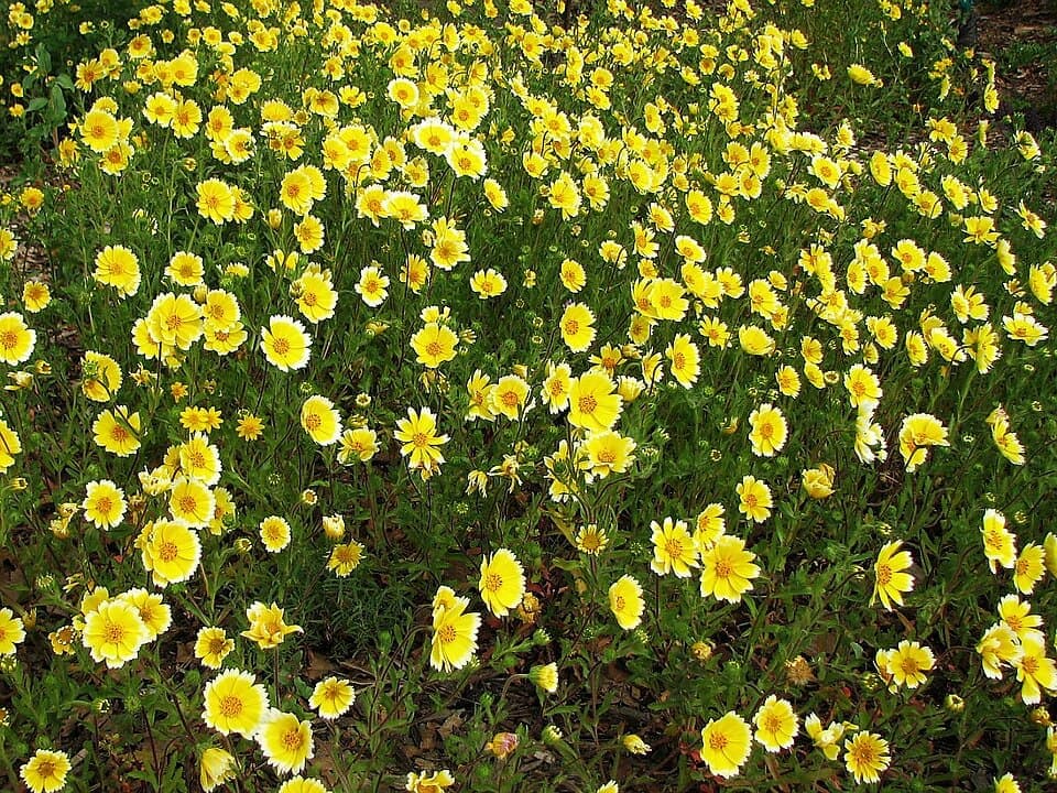 Tidy Tips, Layia platyglossa