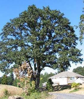 Oregon White Oak, Quercus garryana