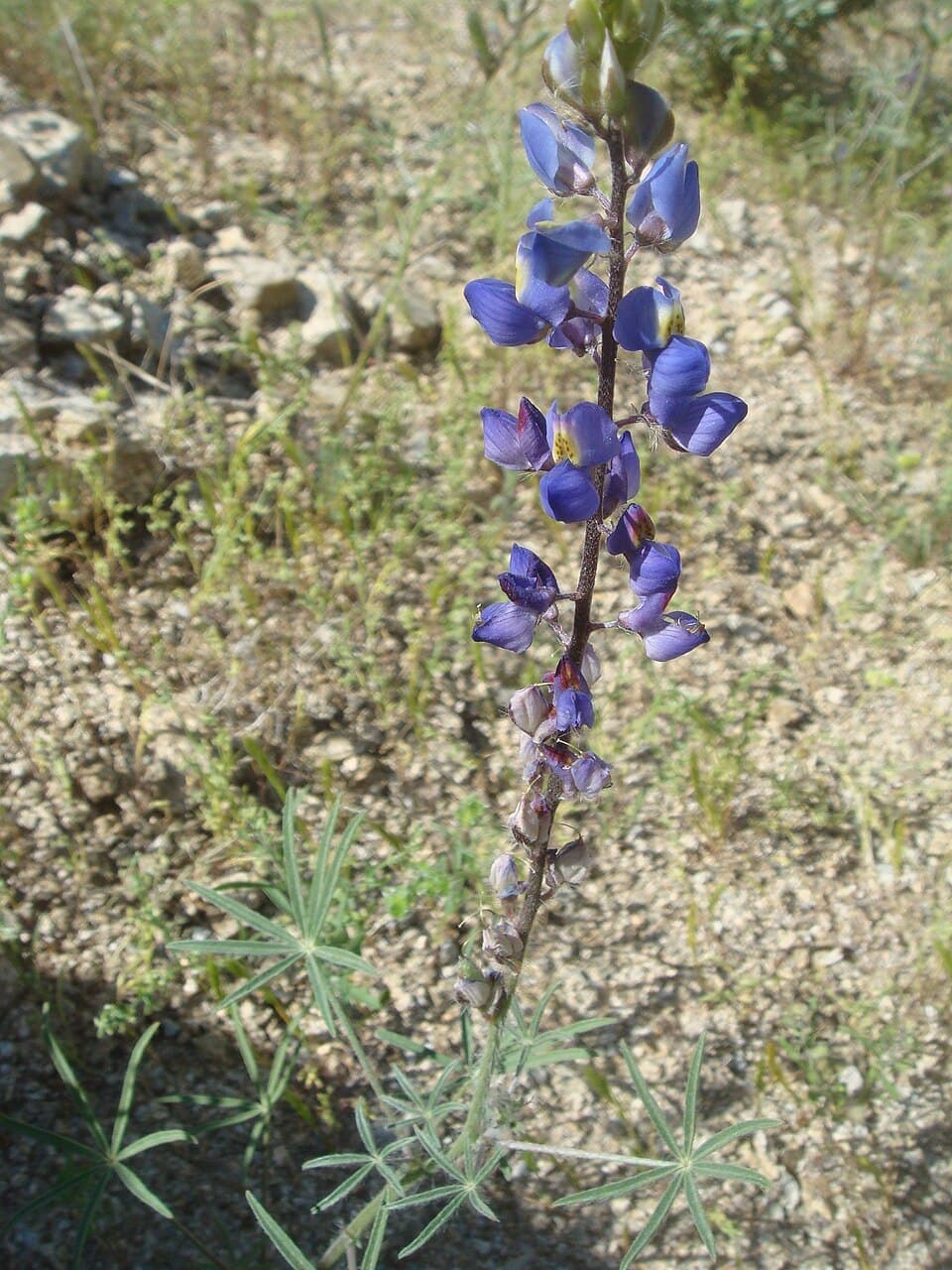 Desert Lupine, Lupinus sparsiflorus