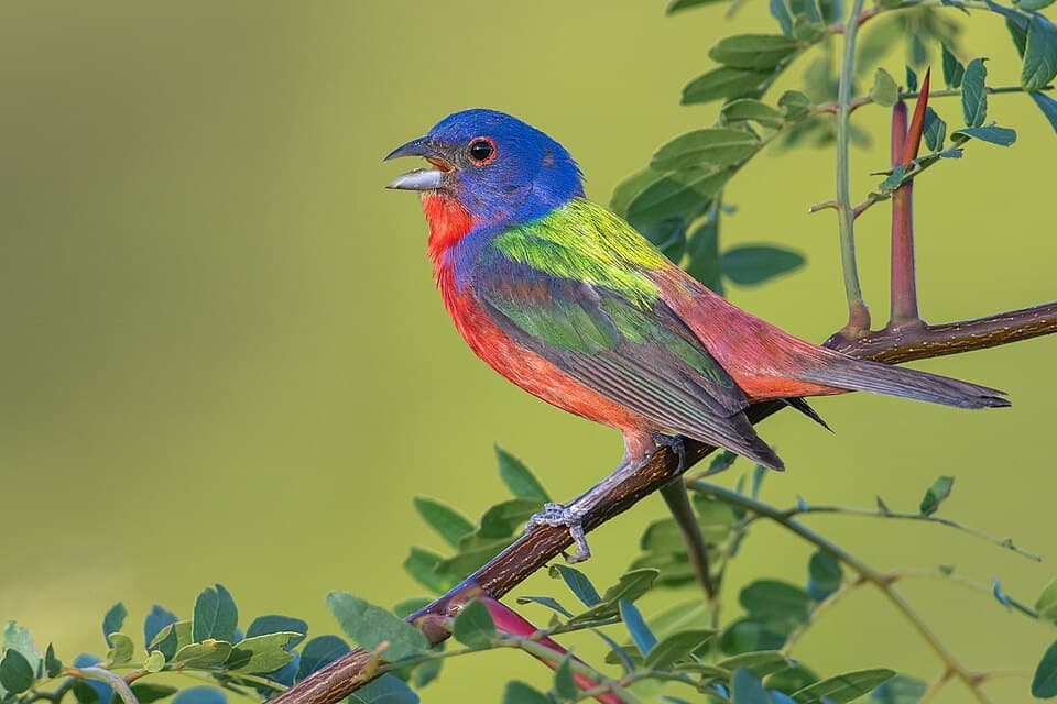 Painted Bunting, Passerina ciris