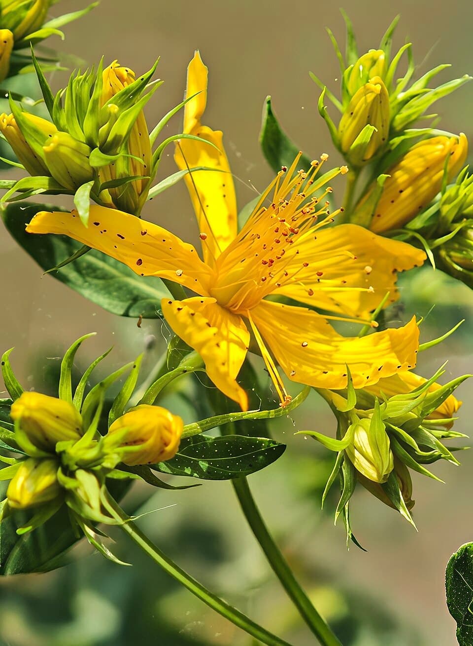 St. John's Wort (Hypericum perforatum)