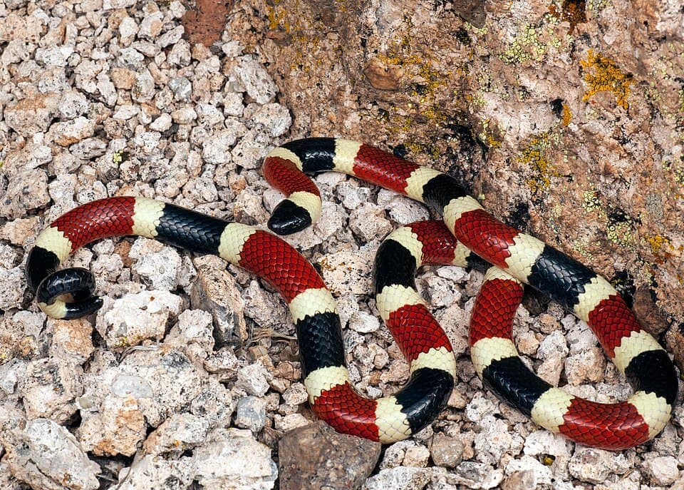 Sonoran Coral Snake, Micruroides euryxanthus