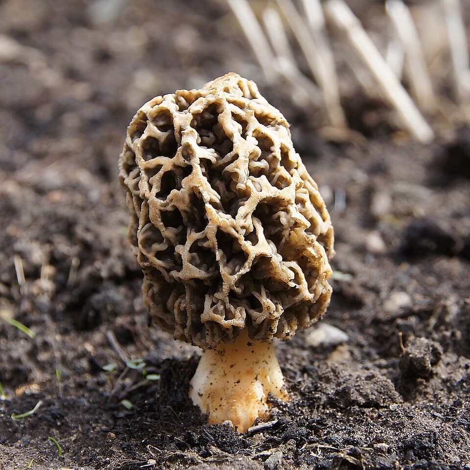 Morel Mushroom (Morchella esculenta)