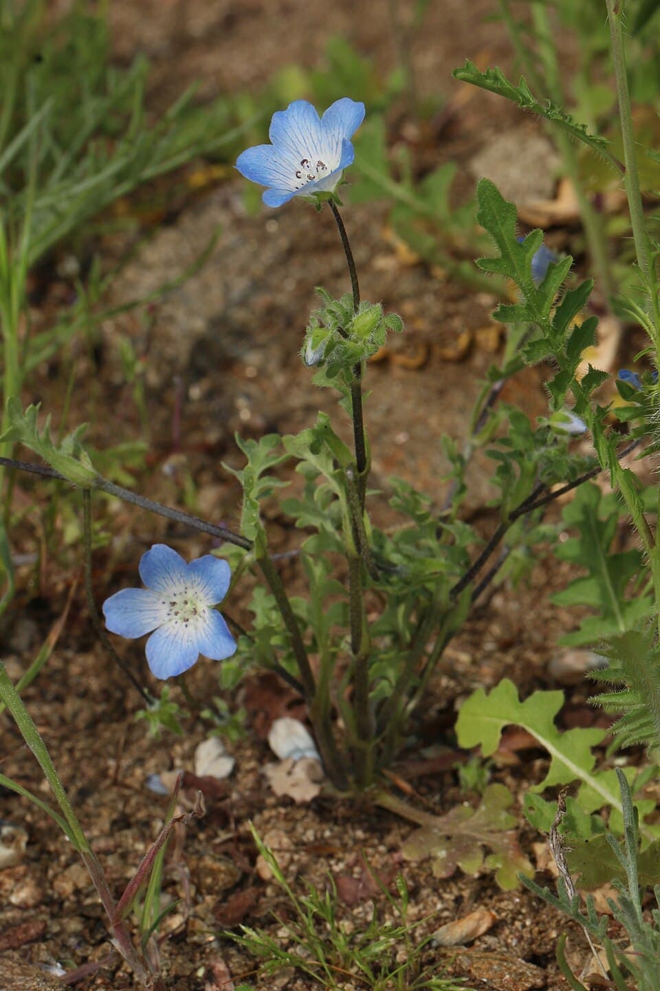 Baby Blue Eyes (Nemophila menziesii)