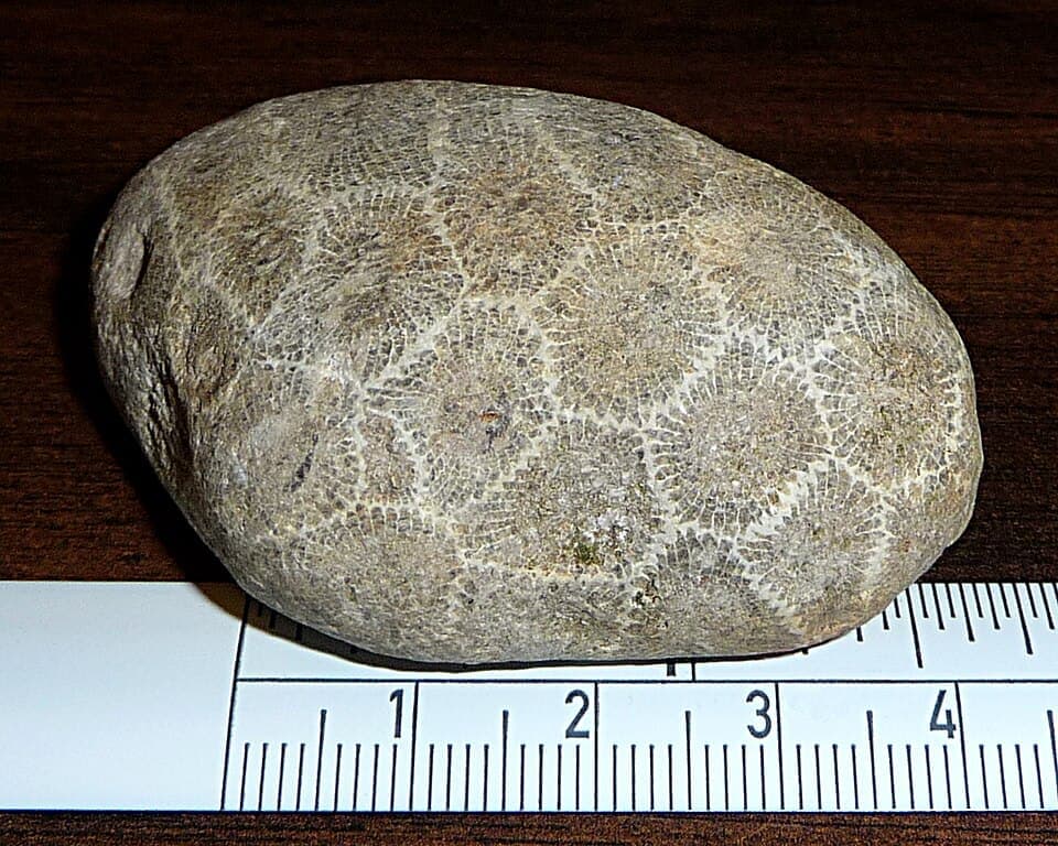 Petoskey Stone (Petoskey stone)