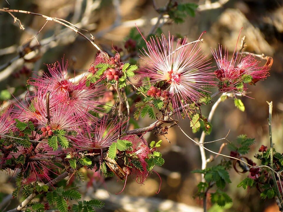 Fairy Duster, Calliandra eriophylla