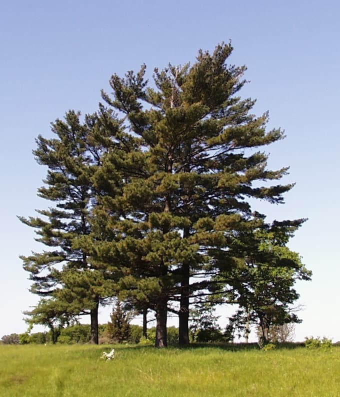 Eastern White Pine, Pinus strobus