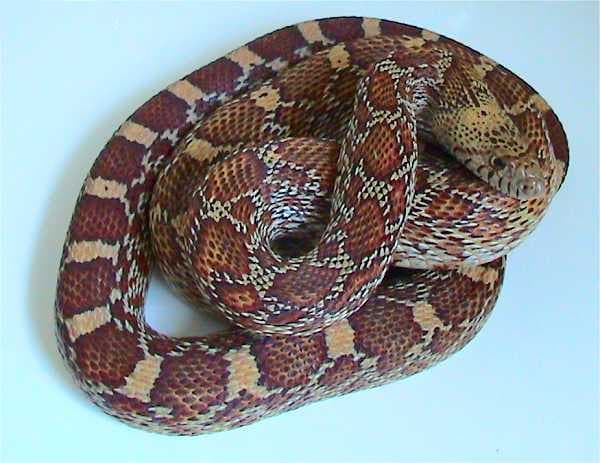 Sonoran Gopher Snake (Pituophis catenifer affinis)