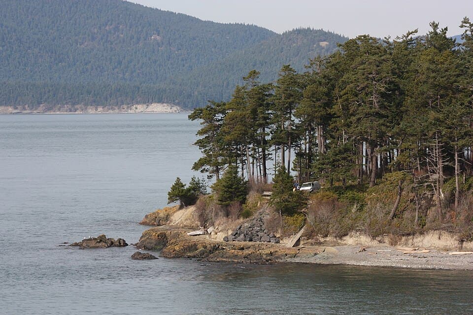 Douglas-fir (Pseudotsuga menziesii)