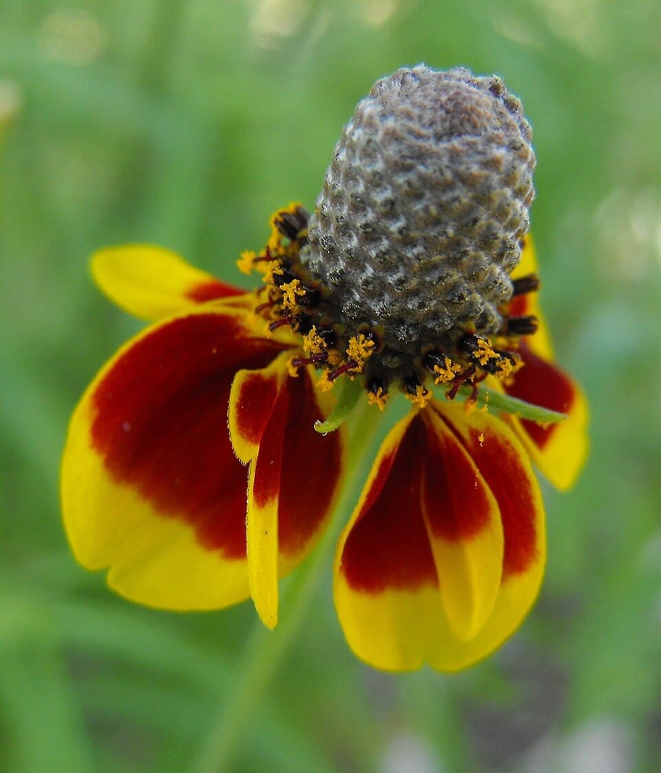 Mexican Hat, Ratibida columnifera