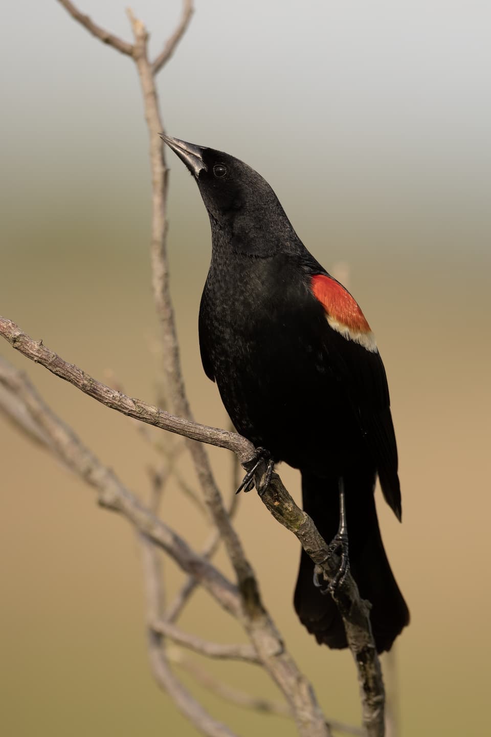 Red-winged Blackbird (Agelaius phoeniceus)