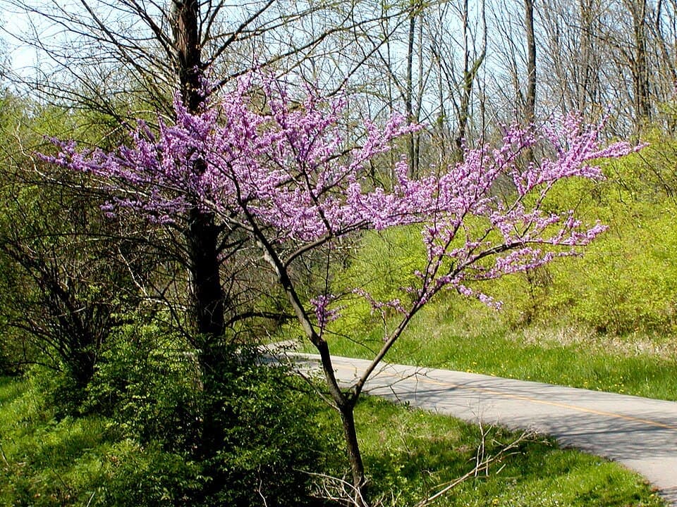 Eastern Redbud, Cercis canadensis