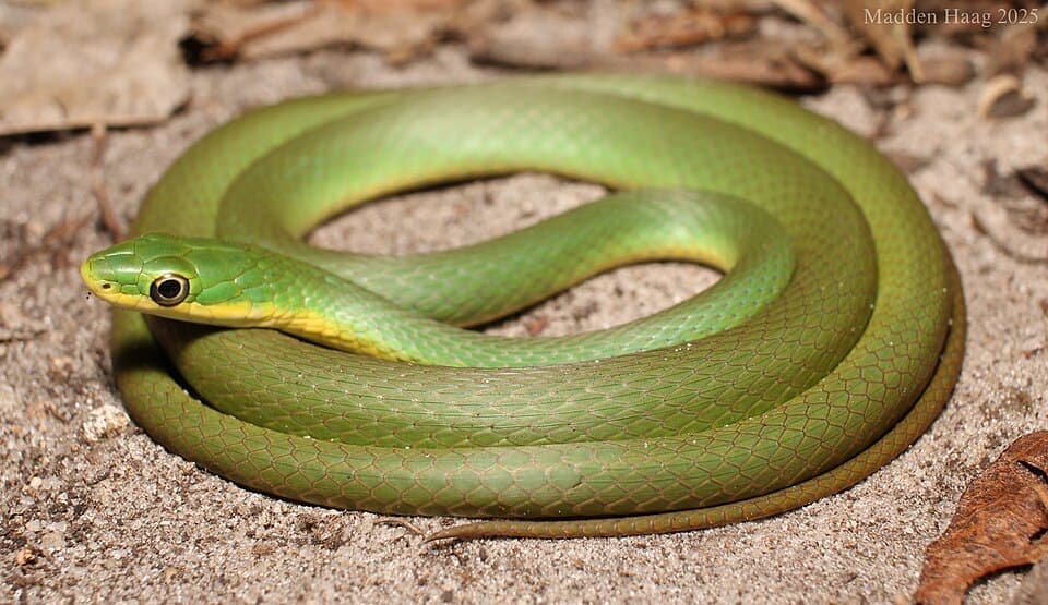 Rough Green Snake, Opheodrys aestivus