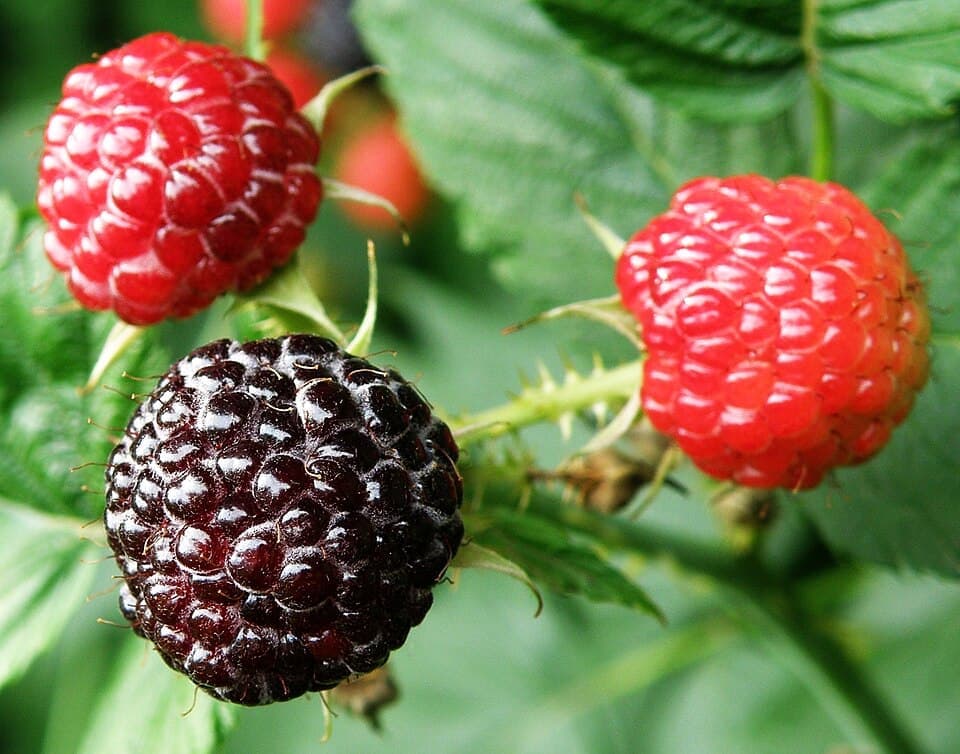 Wild Black Raspberry (Rubus occidentalis)