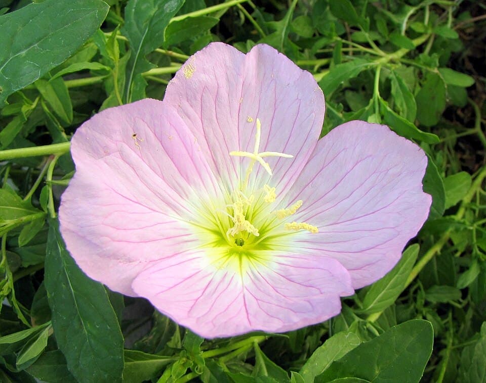 Pink Evening Primrose, Oenothera speciosa