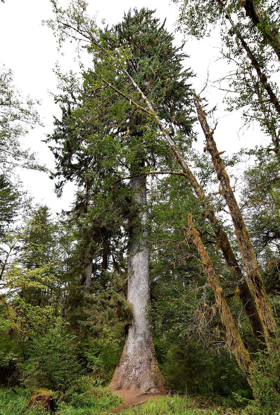Sitka Spruce, Picea sitchensis