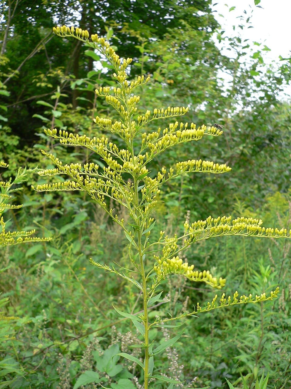 Goldenrod, Solidago canadensis