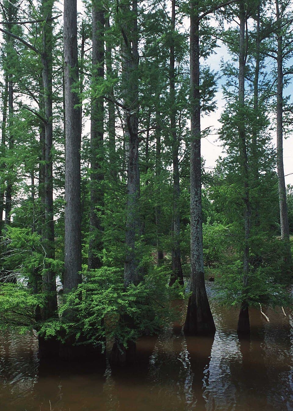 Bald Cypress, Taxodium distichum
