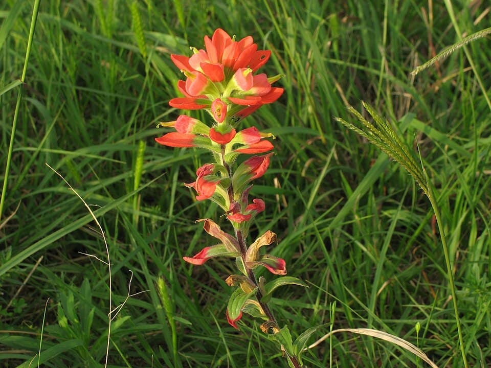 Indian Paintbrush (Castilleja indivisa)