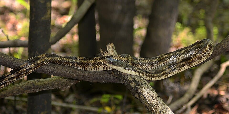 Texas Rat Snake (Pantherophis obsoletus lindheimeri)