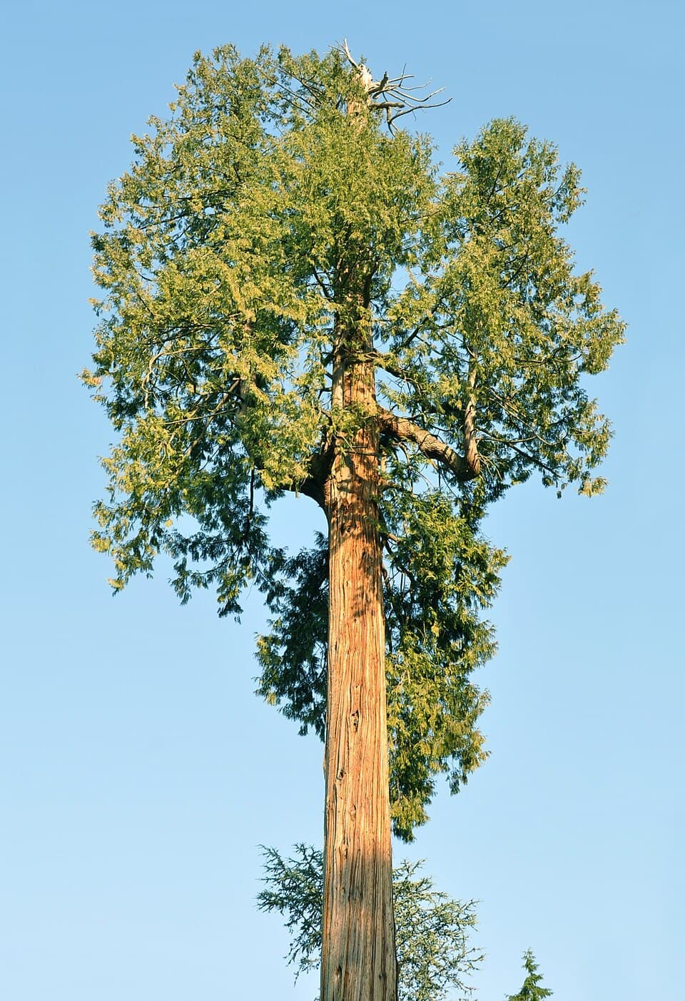 Western Red Cedar (Thuja plicata)