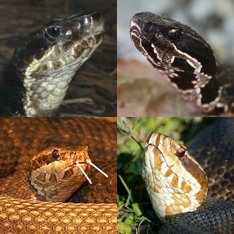 Florida Cottonmouth (Agkistrodon conanti)