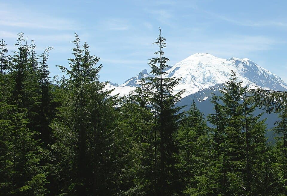 Western Hemlock (Tsuga heterophylla)