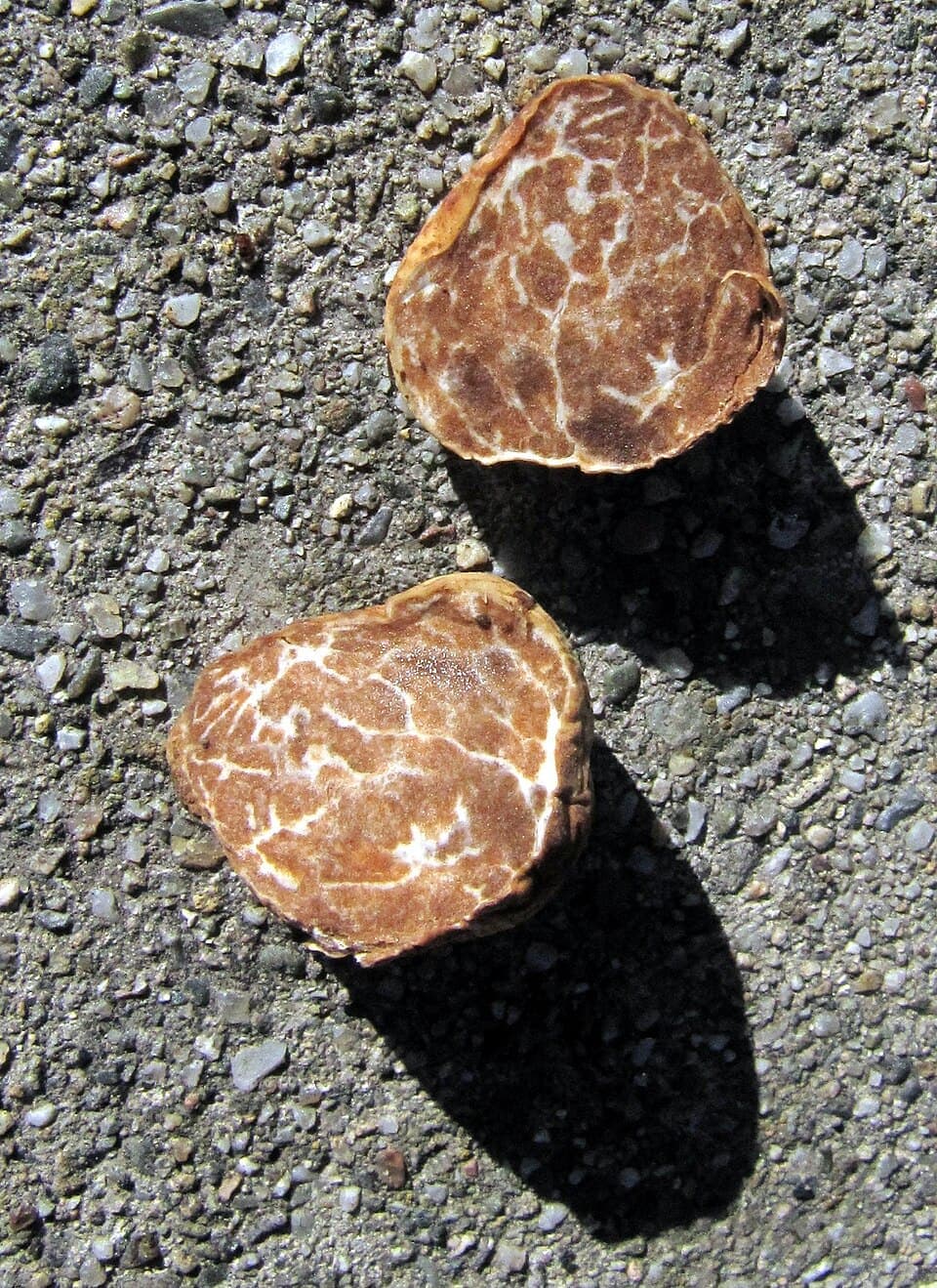Oregon White Truffle, Tuber oregonense
