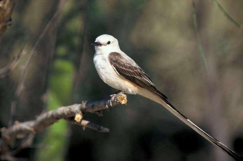 Scissor-tailed Flycatcher, Tyrannus forficatus