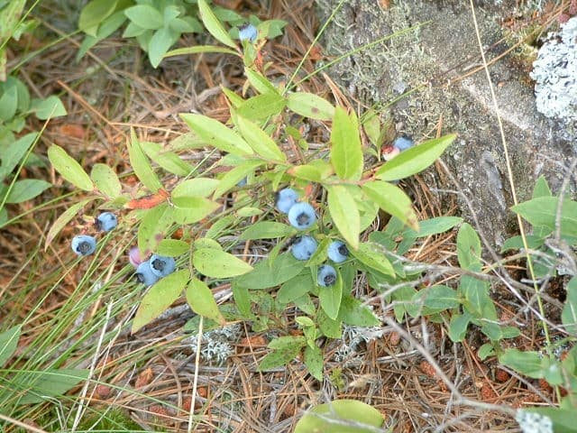 Wild Blueberry (Vaccinium angustifolium)