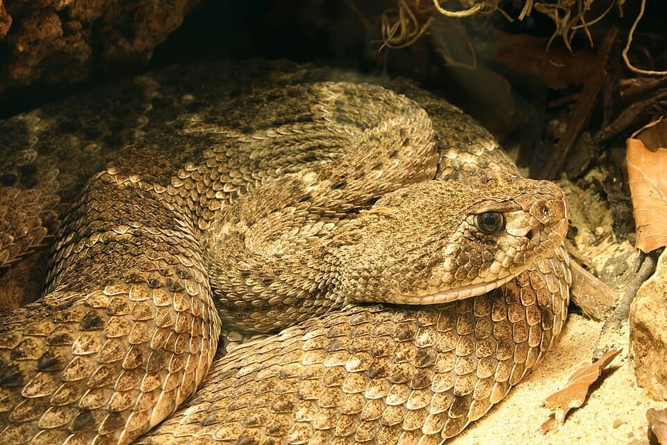 Western Diamondback Rattlesnake (Crotalus atrox)