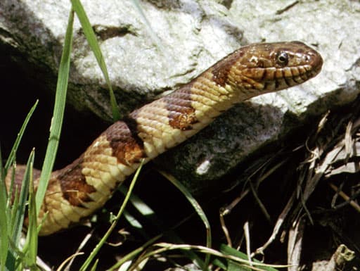 Northern Water Snake