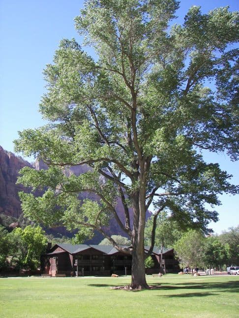 Fremont Cottonwood