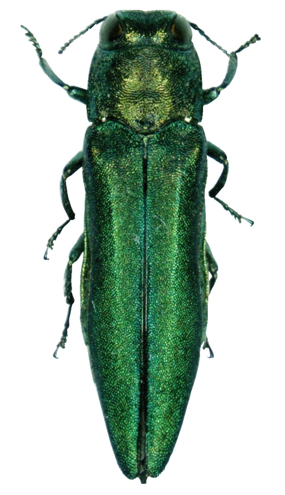 What Is the Emerald Ash Borer? How to Spot the Beetle Killing Ash Trees