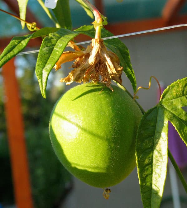 Purple Passionflower