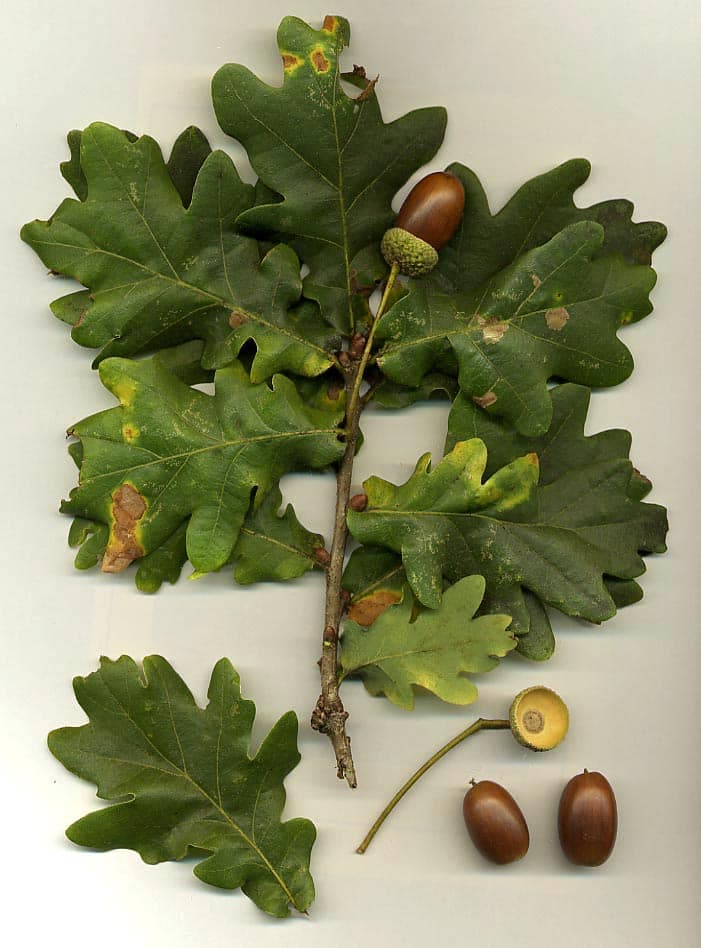 How to Identify a Tree by Its Leaves, Bark, and Shape