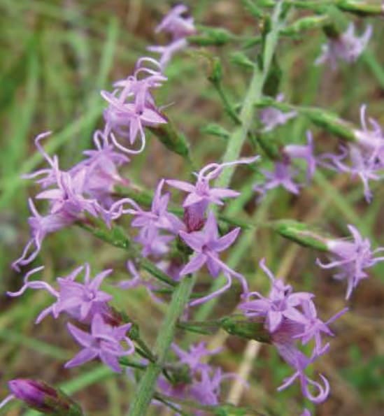 Blazing Star