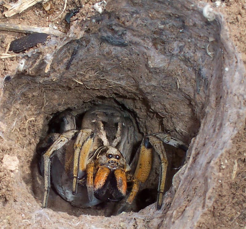 Is That a Wolf Spider? How to Identify the Big Hairy Spider in Your House