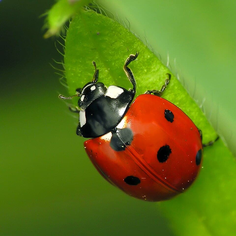 What Is This Bug? How to Identify Insects and Spiders from a Photo