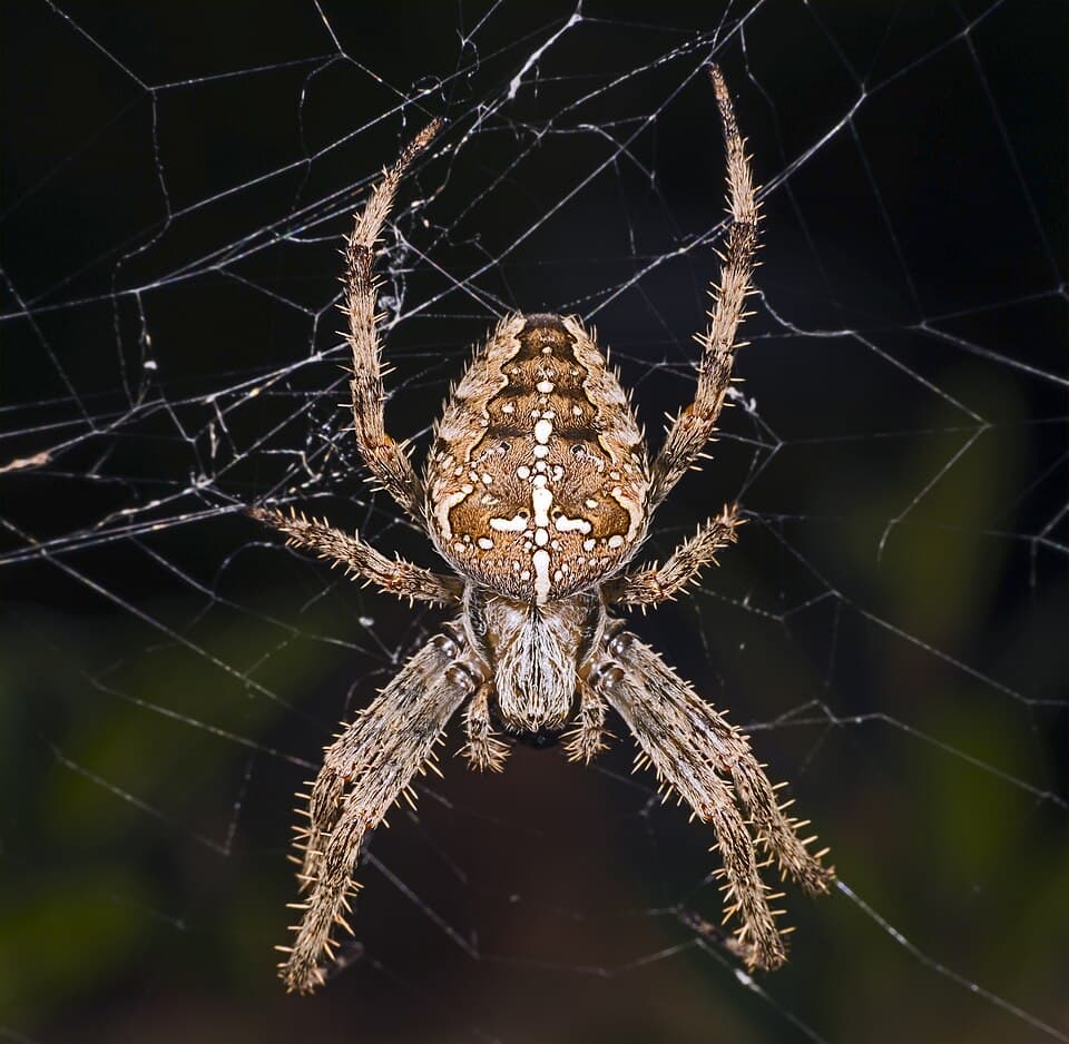 How to Identify a Spider (and Whether It's Dangerous)