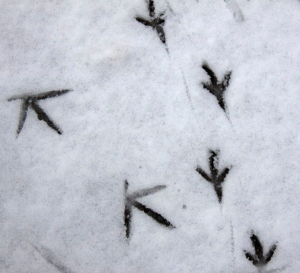 How to Identify Animal Tracks and Prints