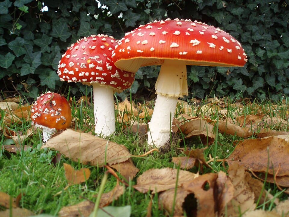 Is This Mushroom Poisonous? How to Check Before You Touch