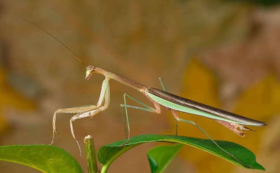 How to Identify a Praying Mantis (and Which Ones Are Native)