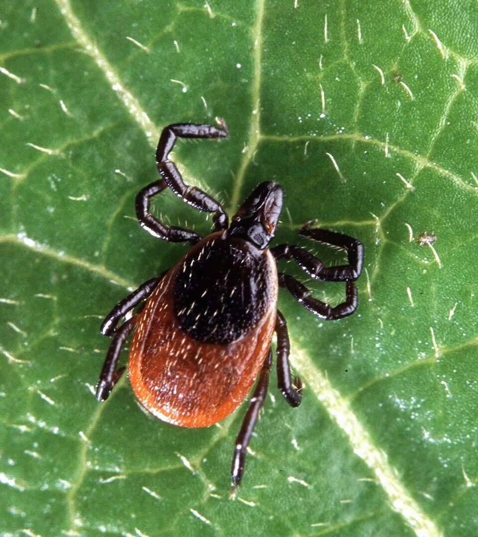 How to Identify a Tick (and Know If It Might Be Dangerous)