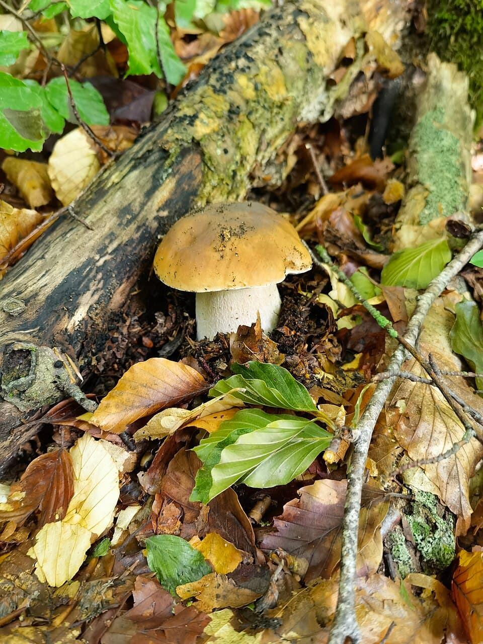 How to Identify Wild Mushrooms Safely (And When to Walk Away)