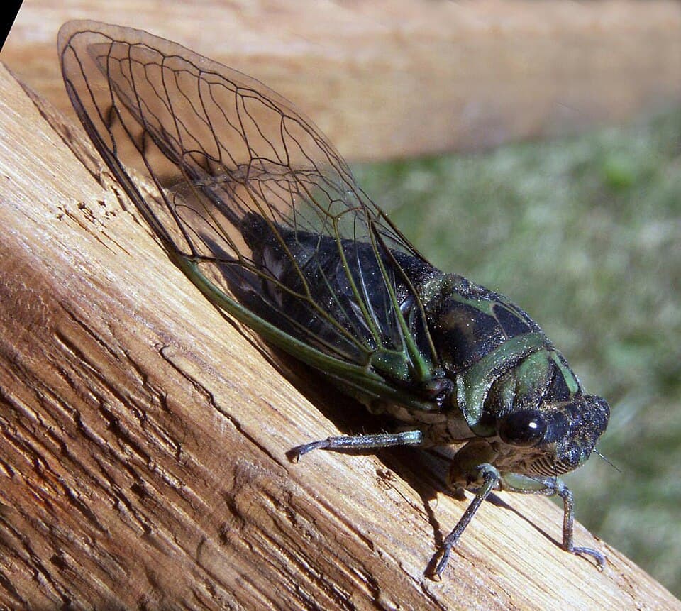 What Is That Loud Buzzing in the Trees? How to Identify Cicadas
