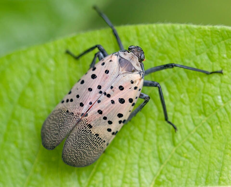 What Is the Spotted Lanternfly? How to Identify and Report It