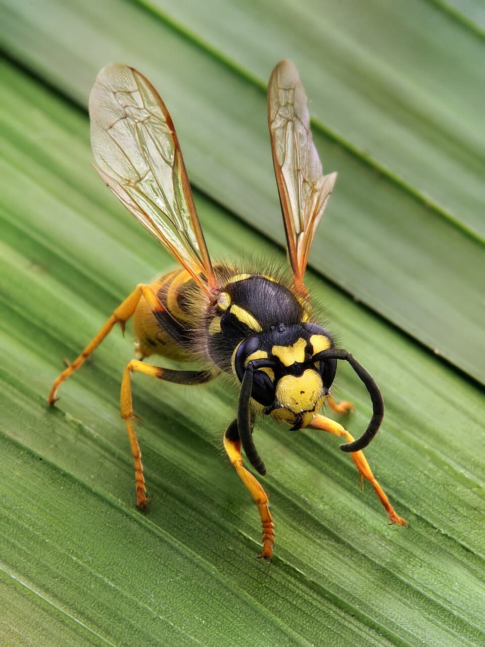 Wasp, Yellowjacket, or Hornet? How to Tell Stinging Insects Apart