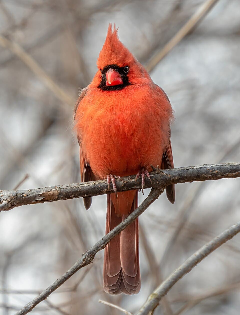 How to Identify a Bird: A Beginner's Field Guide